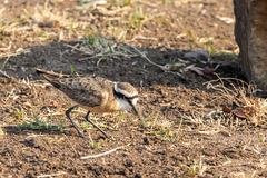 Charadrius pecuarius