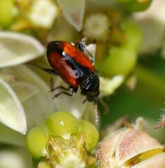 Chrysomeloidea