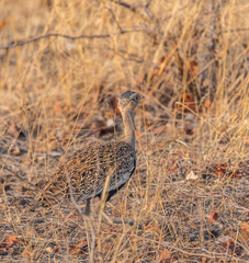 Eupodotis ruficrista