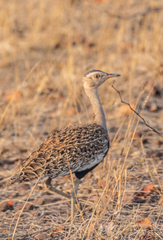 Eupodotis ruficrista