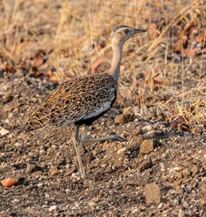 Eupodotis ruficrista
