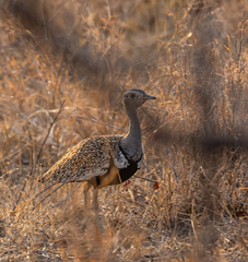 Eupodotis ruficrista