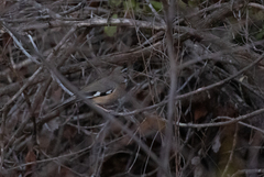 Cercotrichas quadrivirgata