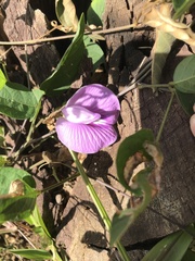 Centrosema virginianum