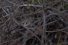 Cercotrichas quadrivirgata