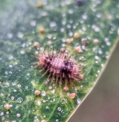 Chilocorus nigritus
