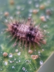 Chilocorus nigritus
