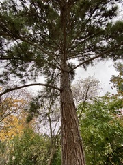 Pinus nigra laricio