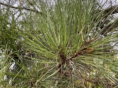 Pinus nigra laricio