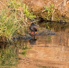 Zapornia flavirostra