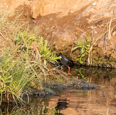 Zapornia flavirostra