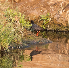 Zapornia flavirostra