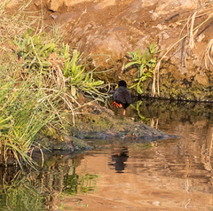 Zapornia flavirostra