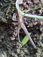 Pisaurina dubia
