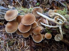Psathyrella