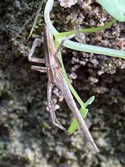 Pisaurina dubia