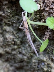 Pisaurina dubia