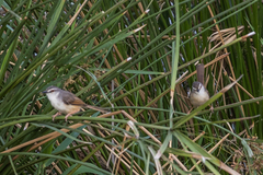 Prinia subflava