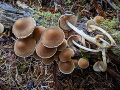 Psathyrella