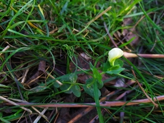 Pisum sativum sativum