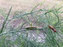 Odontoxiphidium apterum