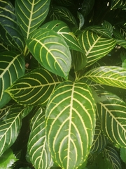 Sanchezia parvibracteata