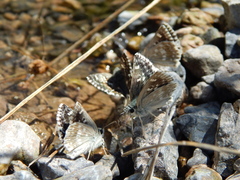Muschampia