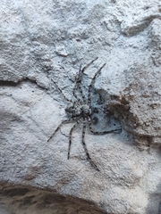Philodromus margaritatus
