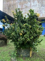 Gentianales