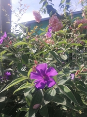 Pleroma semidecandrum