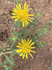 Hirpicium bechuanense