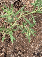 Hirpicium bechuanense