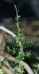 Asparagus acutifolius