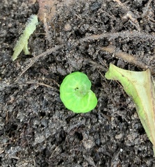 Phlogophora meticulosa