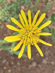 Hirpicium bechuanense