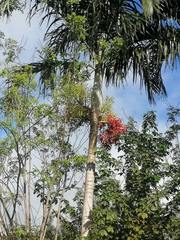 Ptychosperma macarthurii