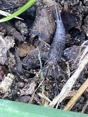Archaeognatha