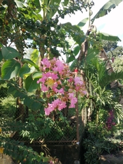 Lagerstroemia
