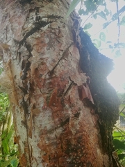 Bursera simaruba