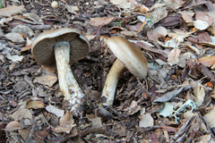 Cortinarius infractus