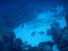 Lutjanus cyanopterus