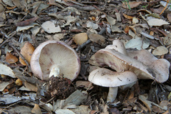 Lactarius luridus