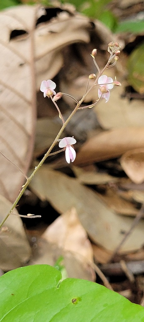 Desmodium wydlerianum