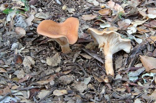 tawny funnel cap