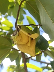 Annona