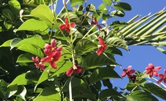 Combretum indicum image