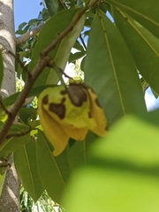 Annona