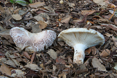Russula anatina