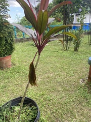Cordyline fruticosa