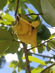Annona